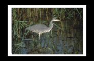 herons_ (2).jpg